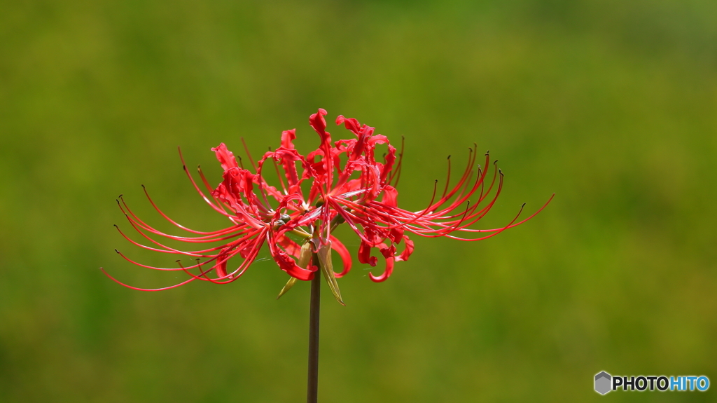 彼岸花開花