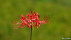 彼岸花開花