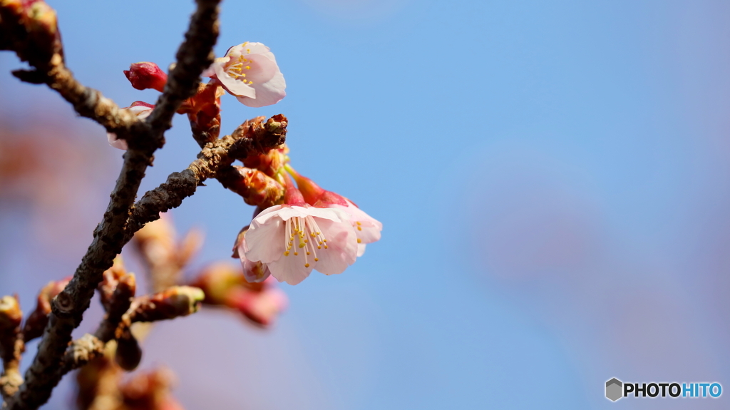寒桜開花（２）