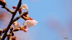 寒桜開花（２）