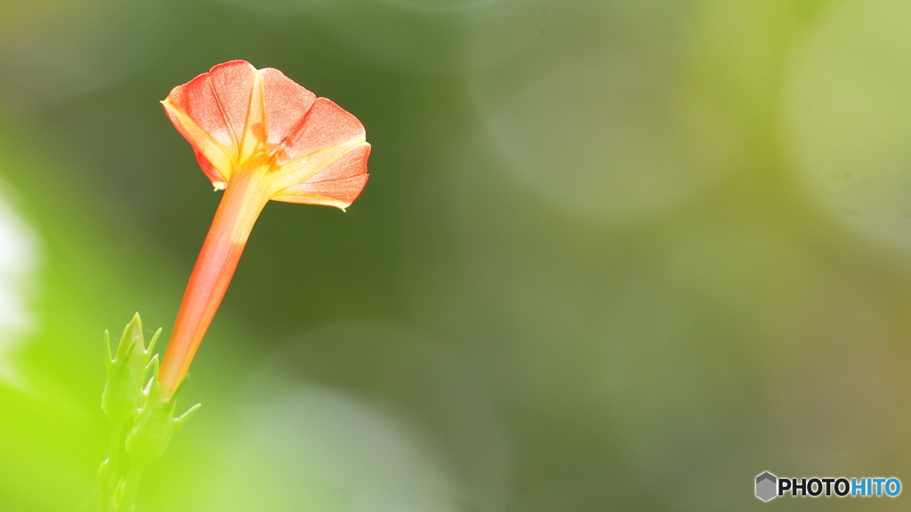 小さな花シリーズ