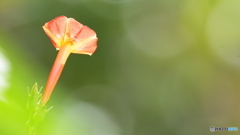 小さな花シリーズ