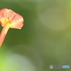 小さな花シリーズ
