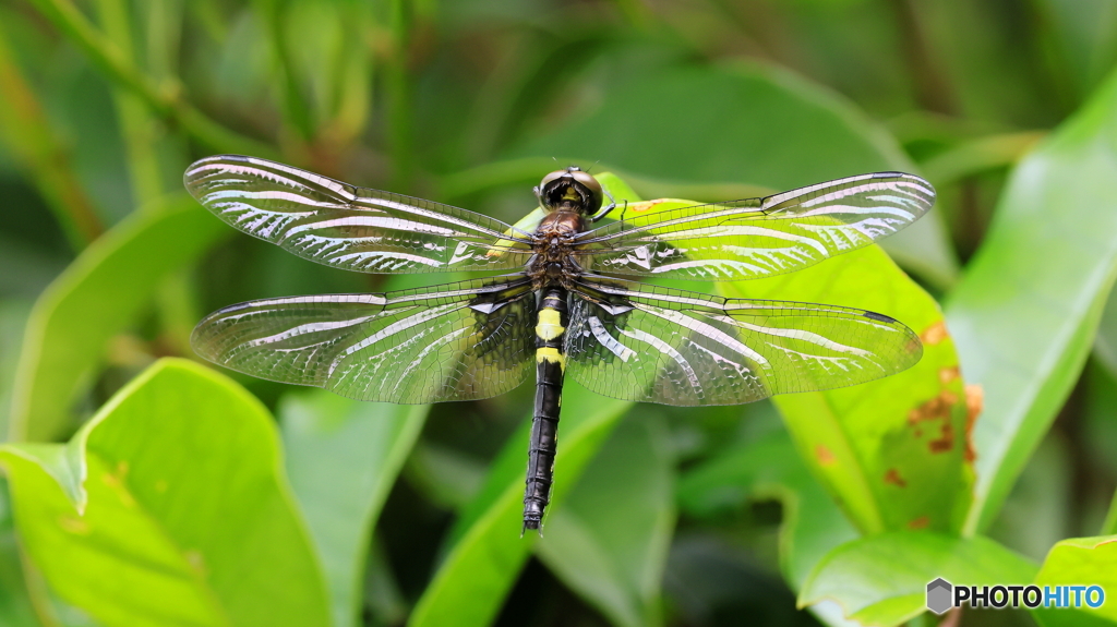 羽化後間もない