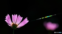蜘蛛の糸が