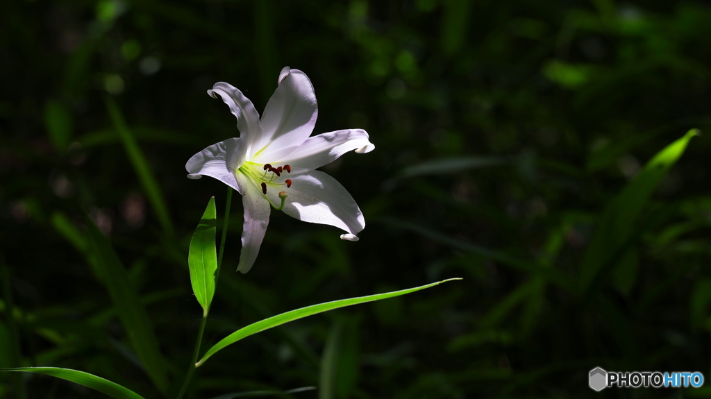 ササユリ開花（３）