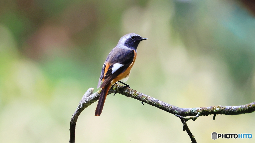 遥々大陸からようこそ