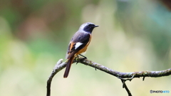 遥々大陸からようこそ