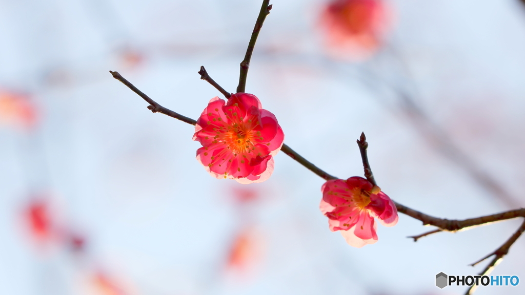 紅梅咲く