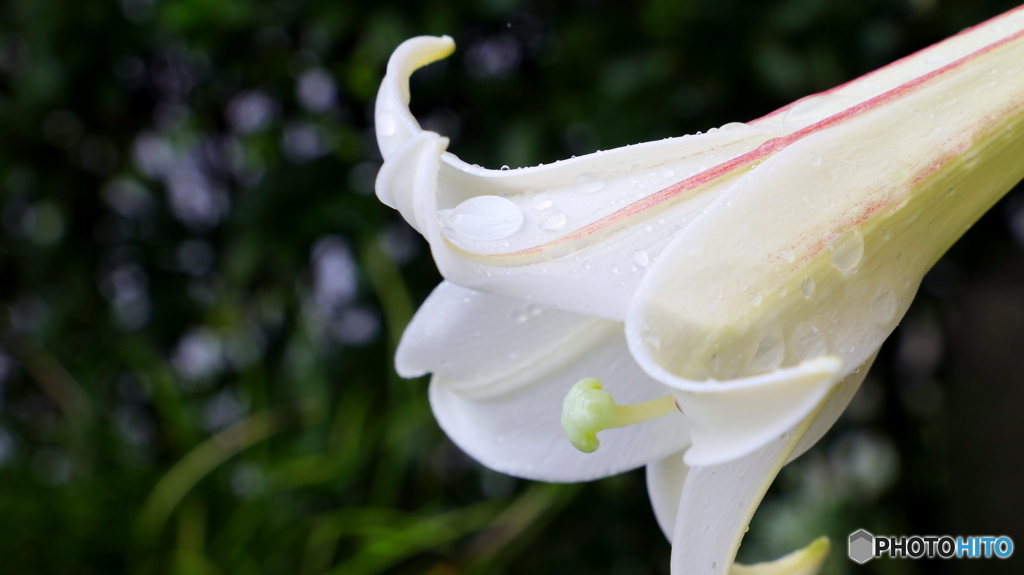 今日開花