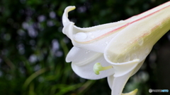 今日開花