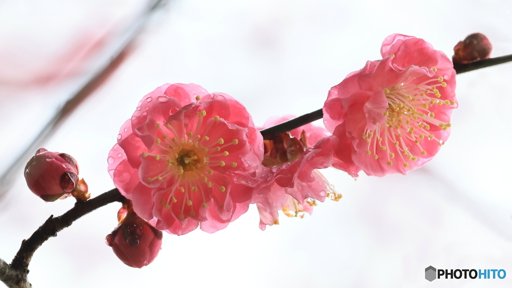 雨の止み間に（１）