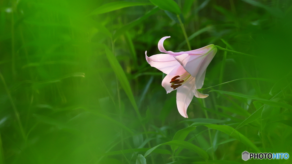 ササユリ開花