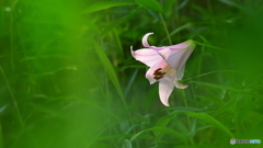 ササユリ開花