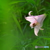 ササユリ開花