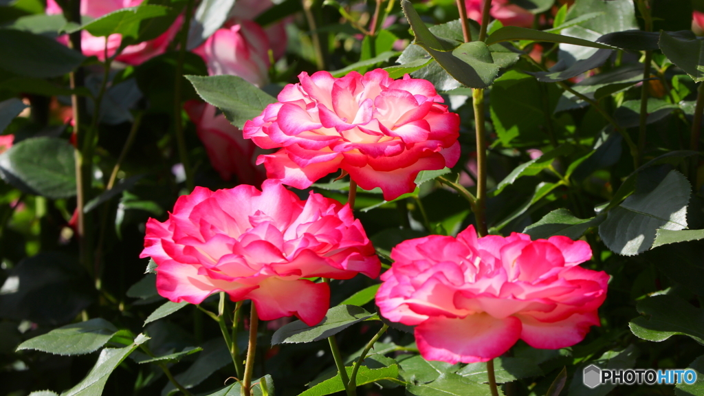 平ぺったい薔薇