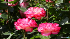 平ぺったい薔薇