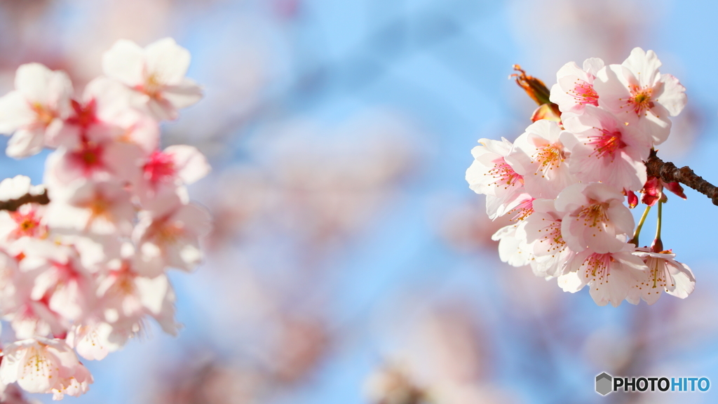 早咲き桜（２）