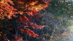 朝陽差し込む