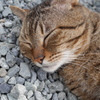 伊豆 七滝の猫さん
