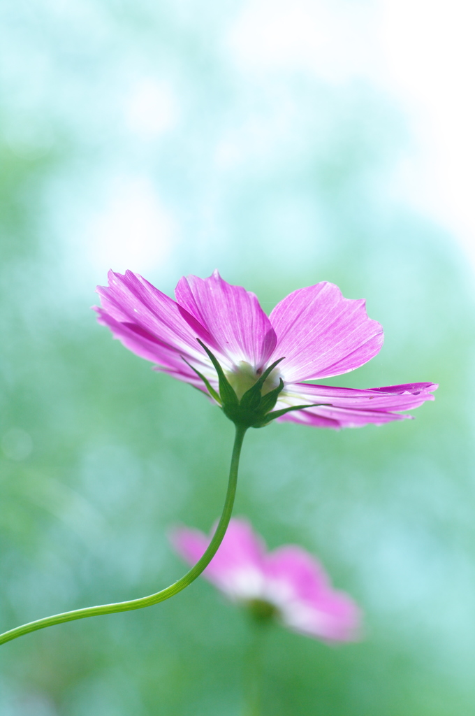 秋桜も暑そうだ