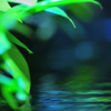 水　光　植物