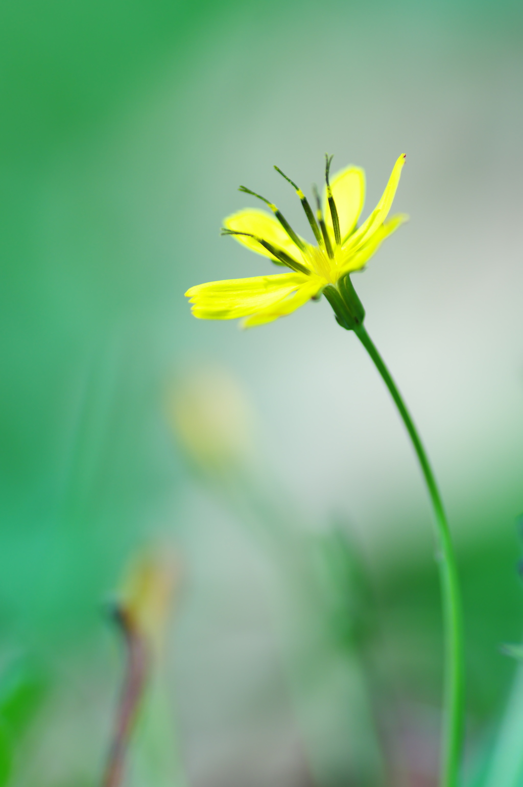 苦菜1輪