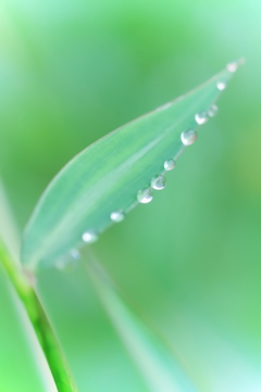 今日も雨・・