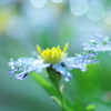 雨の贈り物