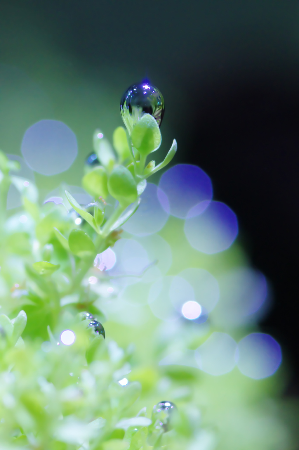 water plants