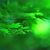 端麗
