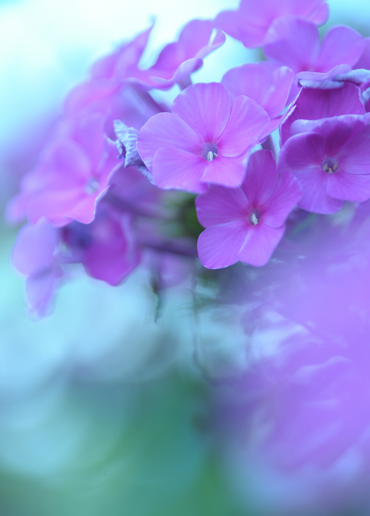 夏の涼色