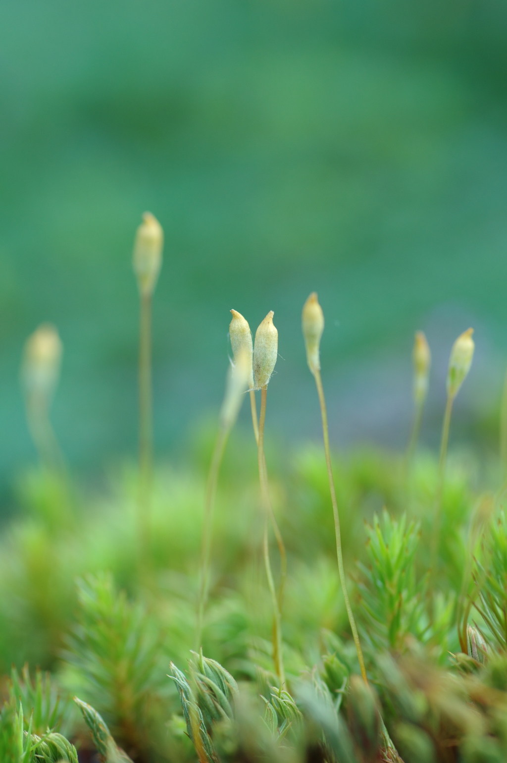 苔の目線