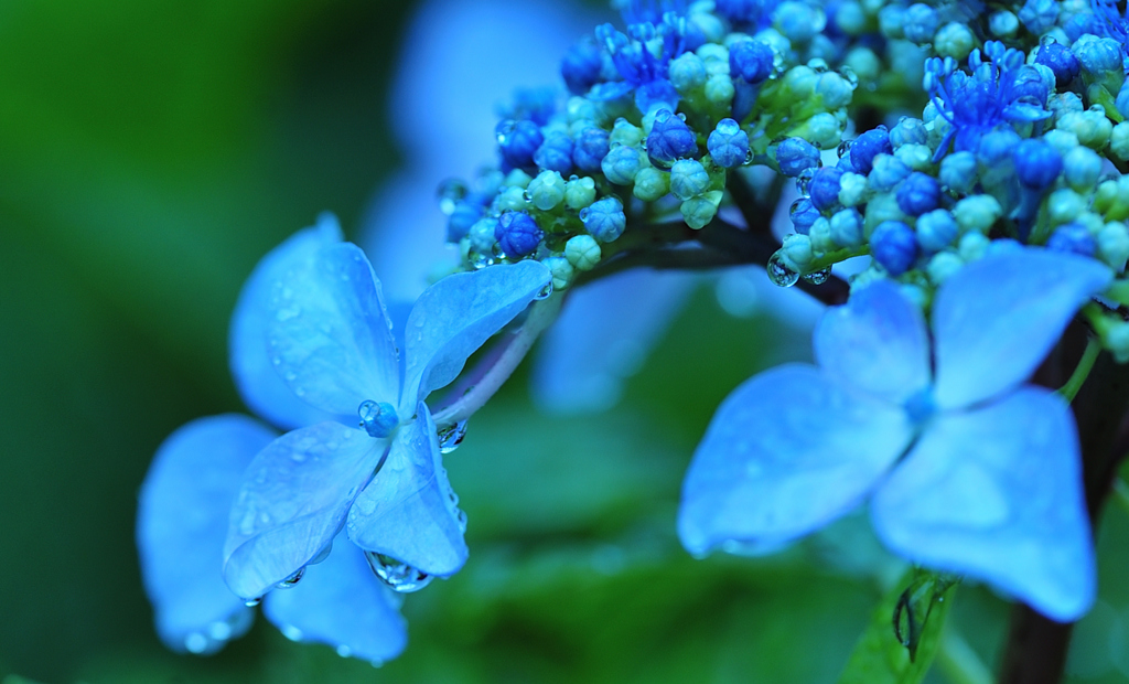 紫陽花　3