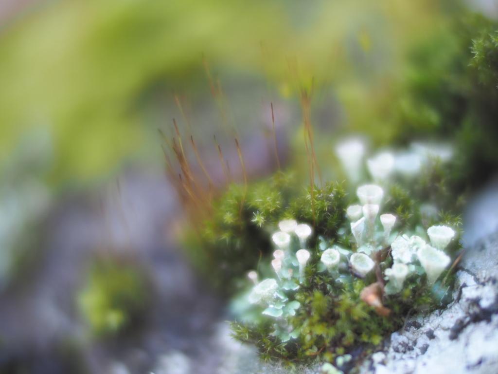 小人たちの森