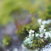 小人たちの森