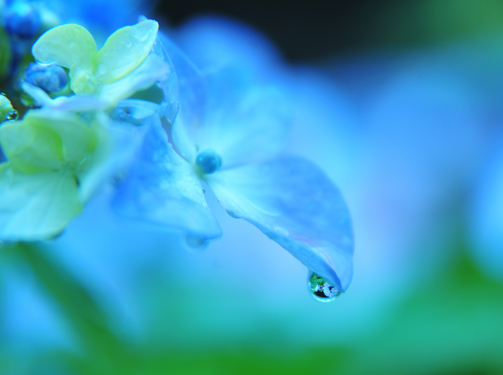紫陽花　8