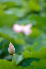 散る花あれば　咲く花も