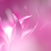 槿花一日の栄