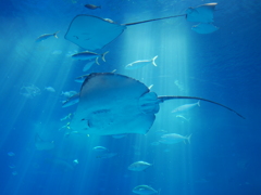 水族館