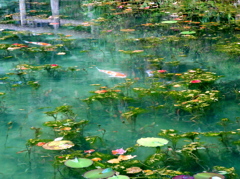モネの池