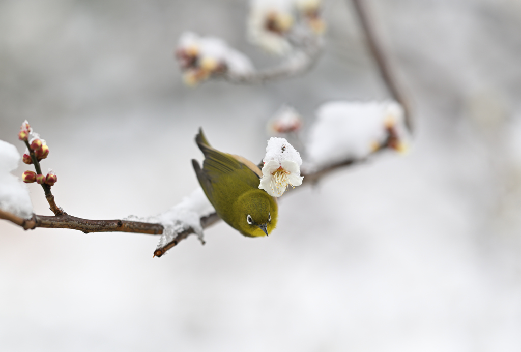 雪と梅とメジロ