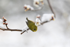 雪と梅とメジロ