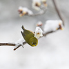 雪と梅とメジロ