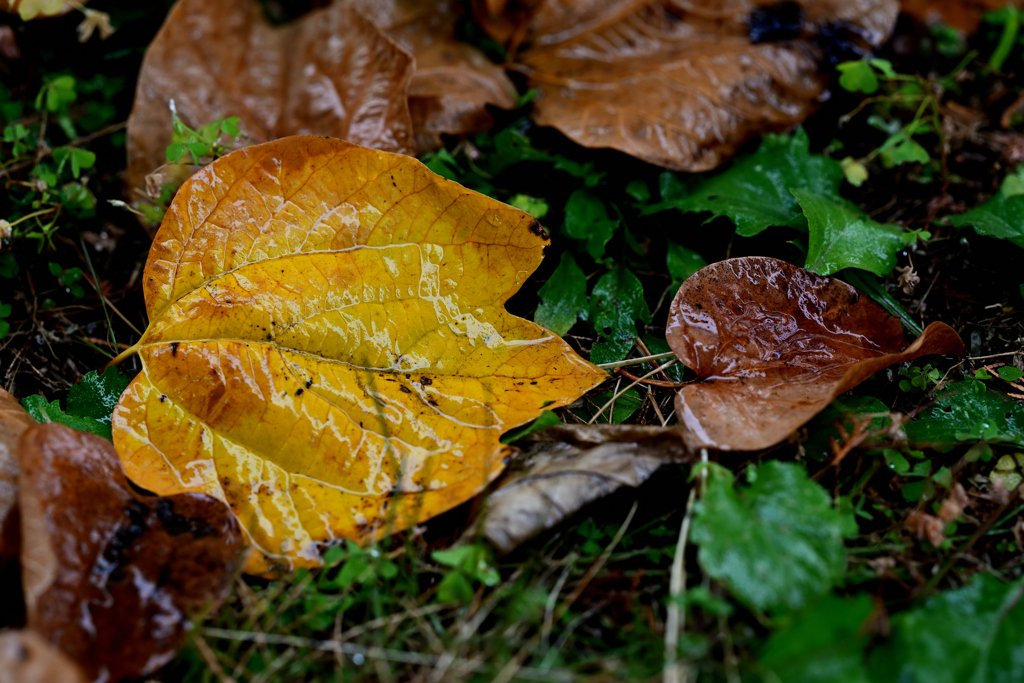 雨に濡れた落ち葉