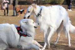 ボルゾイとサモエド