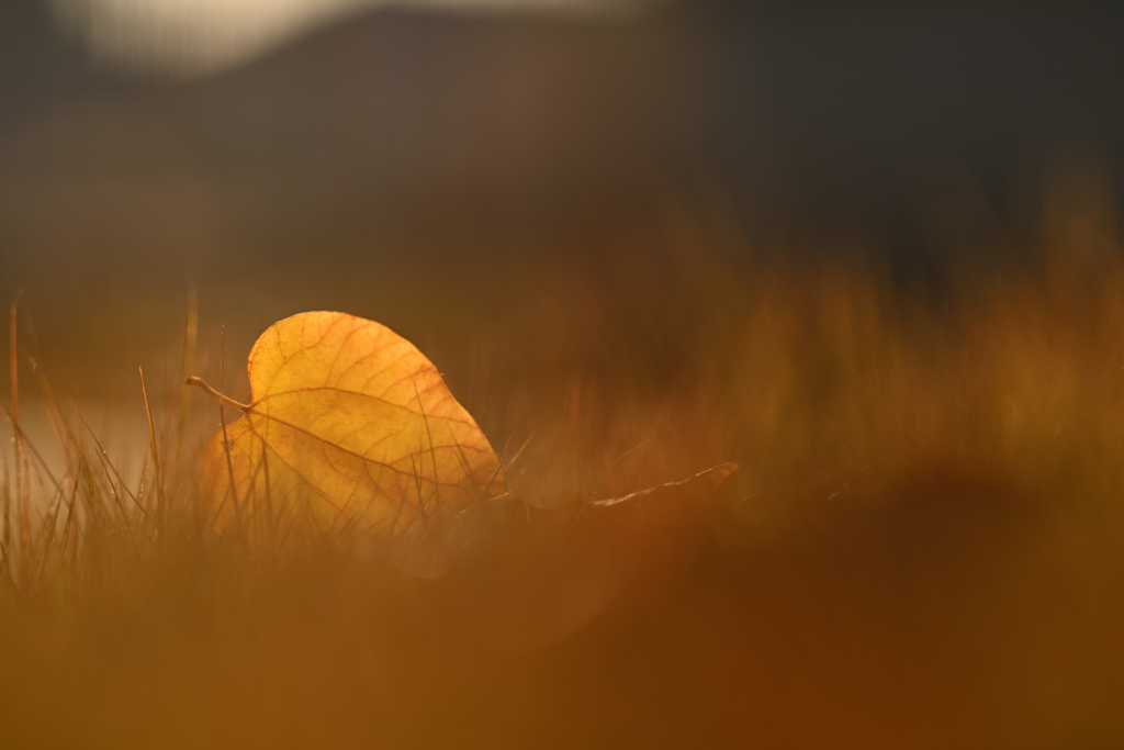 落ち葉