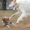 ただ、ちょっと遊びたいだけなのに