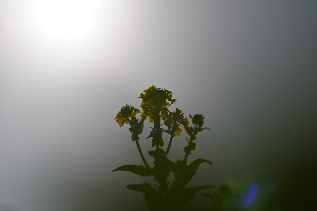 菜の花