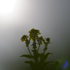 菜の花